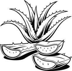 Black and white illustration of aloe vera plant with sliced pieces Keywords: aloe vera, plant
