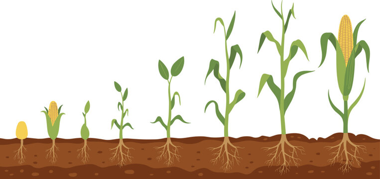 Corn plant growth stages from seed to mature stalk with roots maize