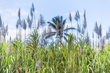 Fleurs de cannes à sucre 