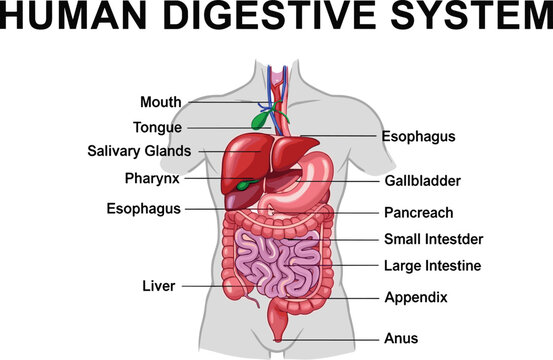 Human digestive system internal organs diagram, anatomy chart showing the entire alimentary canal from mouth, esophagus, stomach, and intestines vector