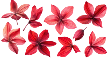Delicate red flower petals gracefully flying through the air creating a vibrant motion effect perfect for artistic floral visuals isolated on white background