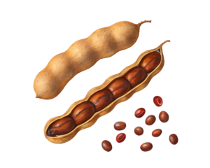 Watercolor Two tamarind pods and seeds isolated on a transparent background