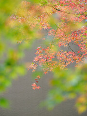 美しい紅葉と緑のグラデーション　日本の秋