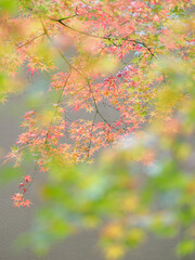 美しい紅葉と緑のグラデーション　日本の秋