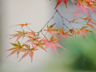 美しい紅葉と緑のグラデーション　日本の秋