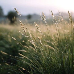 Fototapeta premium Grass Field with Dew Drops in the Morning Sunlight Shows Beautiful Natural Beauty