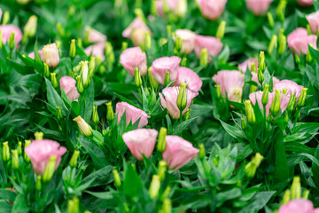 Bright Purple Vanda Orchid Cluster Framed by Tropical Green Leaves