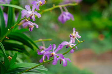 Vibrant Purple Vanda Orchid Cluster on Tropical Green Leaves