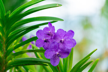 Vibrant Purple Vanda Orchid Cluster on Tropical Green Leaves