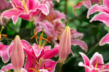 Mass of Vibrant Pink Lilies with White Edges and Golden Stamens