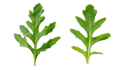 Two green, serrated leaves on a black background