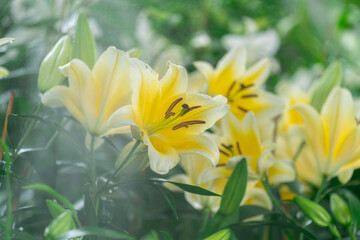 Bright Yellow Lily with Water Drops and Detailed Stamen