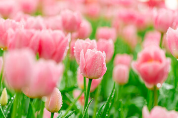 Bright Spring Tulip Garden Pink Blooms with Dew Drops