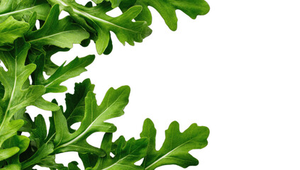 Vibrant green arugula leaves frame a dark background, suggesting freshness