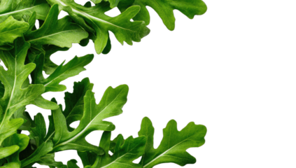 Vibrant green arugula leaves frame a dark background, suggesting freshness