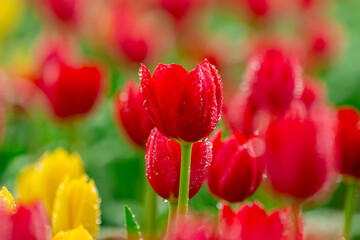Bright Spring Tulip Garden Fresh Red Blooms with Dew Drops