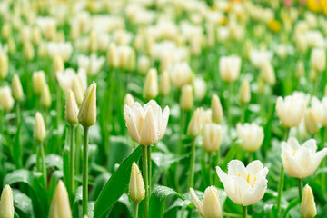 Bright Spring Tulip Garden: Fresh Pink, Red, and Yellow Blooms with Dew Drops
