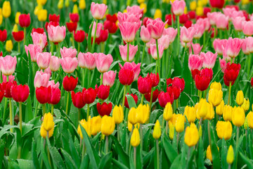 Bright Spring Tulip Garden Fresh Pink, Red, and Yellow Blooms with Dew Drops