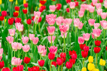 Bright Spring Tulip Garden Fresh Pink, Red, and Yellow Blooms with Dew Drops