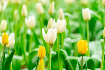 Bright Spring Tulip Garden: Fresh Pink, Red, and Yellow Blooms with Dew Drops