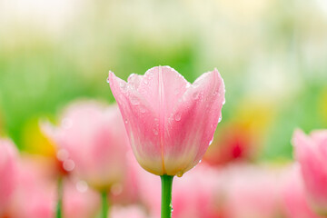 Bright Spring Tulip Garden Fresh Pink Blooms with Dew Drops