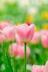 Bright Spring Tulip Garden Fresh Pink Blooms with Dew Drops