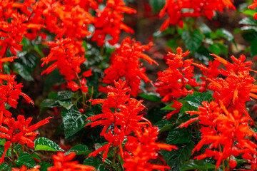 Vibrant Red Scarlet Sage Flowers in a Garden Bed