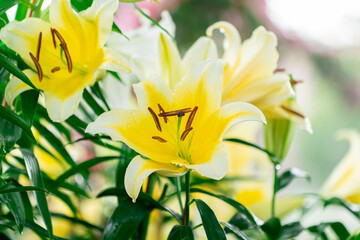 Bright Yellow Lily with Water Drops and Detailed Stamen