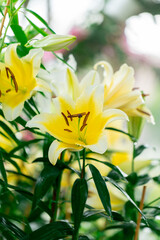 Bright Yellow Lily with Water Drops and Detailed Stamen