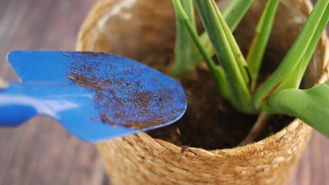 Planting soil into a pot for indoor gardening