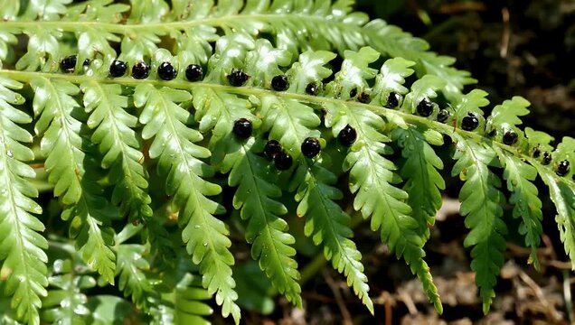 Cinematic 4K close up of a fern plant with black spores sunlight highlighting vibrant green leaves capturing natural textures and botanical beauty for nature garden or plant stock footage