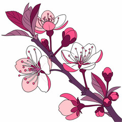 bancberry white blossoms on white background 