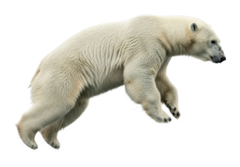 Polar bear leaping in arctic environment wildlife action isolated on transparent background
