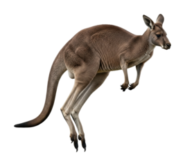 Kangaroo jumping in the wild australia animal nature isolated on transparent background