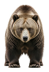Obraz premium Wild grizzly bear stands in majestic wilderness high-resolution isolated on transparent background