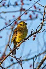 Yellowhammer (Emberiza citronella) - Common in farmland and hedgerows across Europe