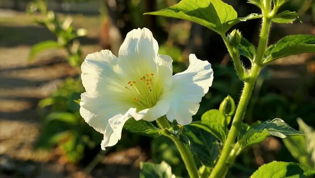 Cinematic 4K close up of delicate white lisianthus flowers illuminated by warm sunlight showcasing natural elegance vibrant green stems and floral beauty for nature garden or botanical stock footage