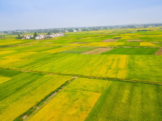 Fototapeta premium Aerial Rice Fields with Farmhouse - Green and Yellow Growing Crops