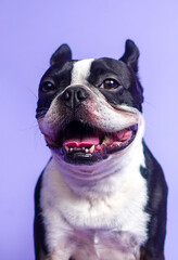 Boston Terrier - Adorable smiling dog