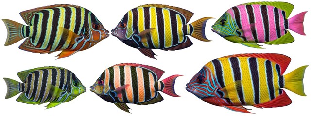 Fototapeta premium Colorful Striped Fish – Horizontal Pattern Stock Images in Rows and Columns