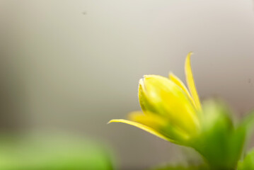 Close-up of flower bud on isolated background