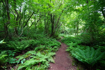 summer path through dense ferns