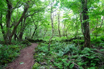 old wild forest and fine path