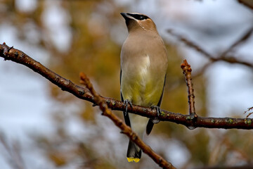 Cedar Waxwing in Boise, Idaho