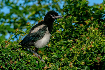 Black-billed Magpie immature