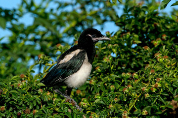 Black-billed Magpie immature