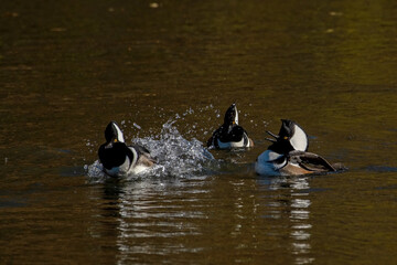 Hooded Merganser in Boise, Idaho