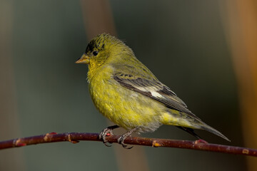 Lesser Goldfindh in Boise Idaho