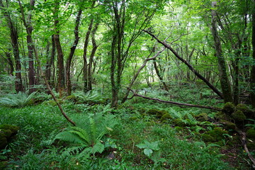 wild forest with dense ferns and old trees
