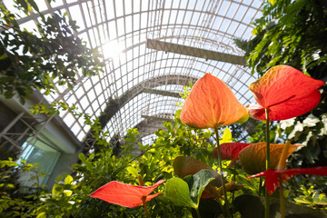 Blooming of flamingo flowers and other tropical plants in a glasshouse.